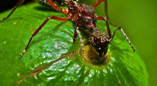 Картинка по теме - как нарисовать муравья