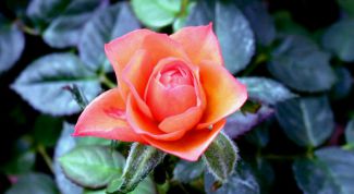 Картинка по теме - как использовать лепестки роз