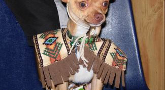 Картинка по теме - как назвать собаку-чихуахуа