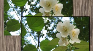 Картинка по теме - как сделать на фото черную рамку