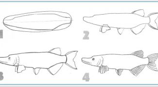 Картинка по теме - как нарисовать щуку