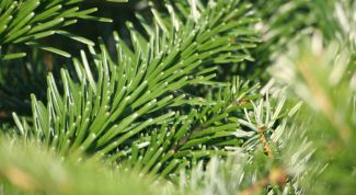 Картинка по теме - как сохранить елку свежей