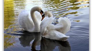 Картинка по теме - как написать песню про любовь