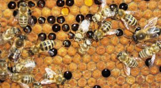 Картинка по теме - как завести пчел