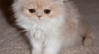 Картинка по теме - как избавиться от кошачьей шерсти