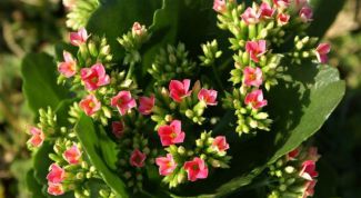 Картинка по теме - как заставить каланхоэ цвести