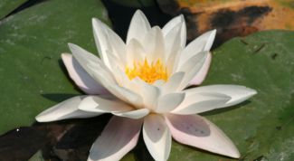 Картинка по теме - как нарисовать кувшинку