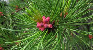 Картинка по теме - как прорастить кедр