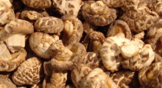 Картинка по теме - как выращивать грибы шиитаке