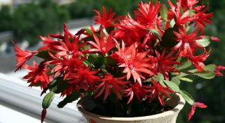 Картинка по теме - как поливать декабрист