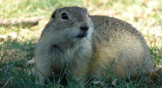 Картинка по теме - как нарисовать суслика