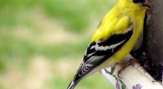 Картинка по теме - как поймать щегла