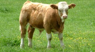 Картинка по теме - как вырастить корову