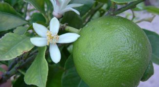 Картинка по теме - как вырастить лайм