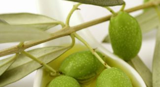 Картинка по теме - как выращивать оливковое дерево