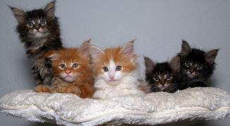 Картинка по теме - как отличить котенка мальчика от девочки