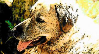 Картинка по теме - как сделать фотографию мультяшной