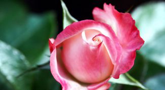 Картинка по теме - как пересадить домашнюю розу