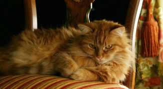 Картинка по теме - как искупать кота