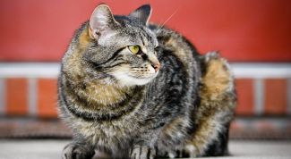 Картинка по теме - как измерить кошке температуру