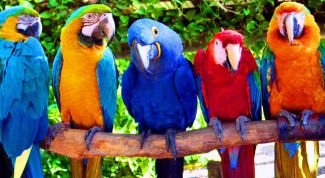 Картинка по теме - как определить самца попугая