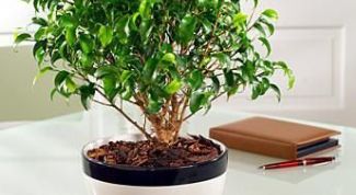 Картинка по теме - как вылечить фикус