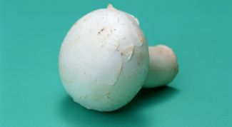 Картинка по теме - как сохранить шампиньоны