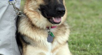 Картинка по теме - как обучить немецкую овчарку командам