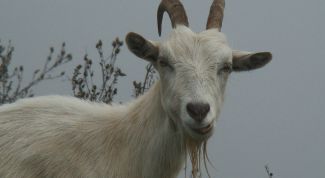 Картинка по теме - как вырастить козу