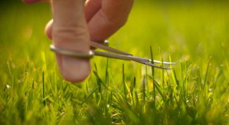 Картинка по теме - как выбрать газонную траву