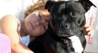 Картинка по теме - как воспитывать стаффорда