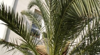 Картинка по теме - как пересадить финиковую пальму