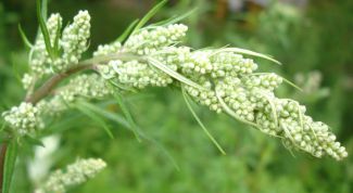 Картинка по теме - как принимать полынь