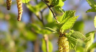 Картинка по теме - как применять деготь