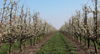 Картинка по теме - как пересадить яблони