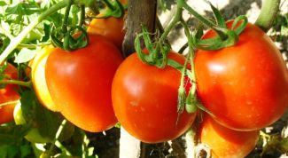 Картинка по теме - как высадить помидоры