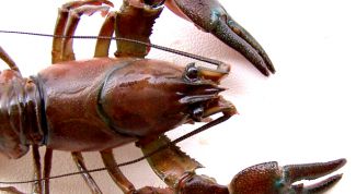 Картинка по теме - как кормить раков