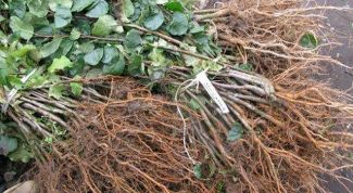 Картинка по теме - как сохранить саженцы