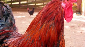 Картинка по теме - как рисовать петуха