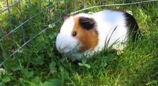 Картинка по теме - как различать пол у морских свинок
