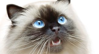 Картинка по теме - как узнать возраст кота
