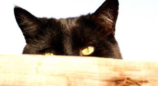 Картинка по теме - как сделать ободок с кошачьими ушками