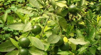 Картинка по теме - как вырастить грейпфрут из косточки