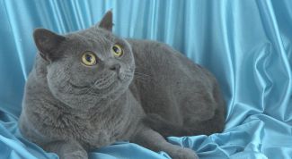 Картинка по теме - как воспитывать британца