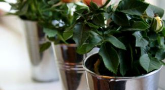 Картинка по теме - как спасти комнатную розу