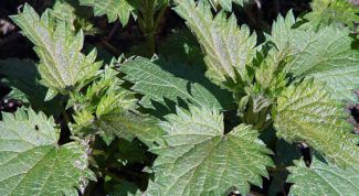 Картинка по теме - как принимать крапиву