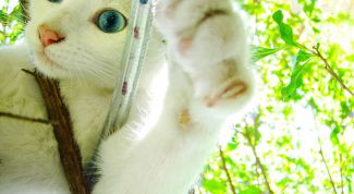 Картинка по теме - как подрезать когти у кошки