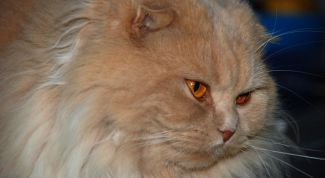 Картинка по теме - как избавиться от колтунов у кошки