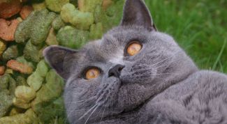 Картинка по теме - как кормить стерилизованных кошек