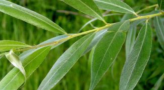 Картинка по теме - как вырастить иву